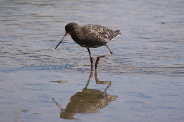 Sunday 26 June sightings